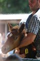 ponypenning_072811_0674
