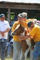 ponypenning_072811_0680