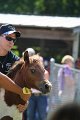 ponypenning_072811_0730