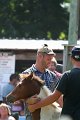 ponypenning_072811_0744