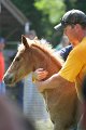 ponypenning_072811_0751