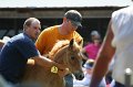 ponypenning_072811_0756