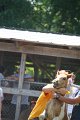 ponypenning_072811_0775