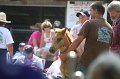 ponypenning_072811_0783