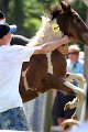ponypenning_072811_0787