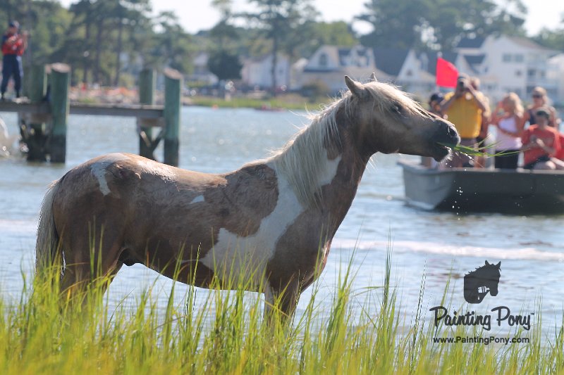 ponypenning12-114.JPG