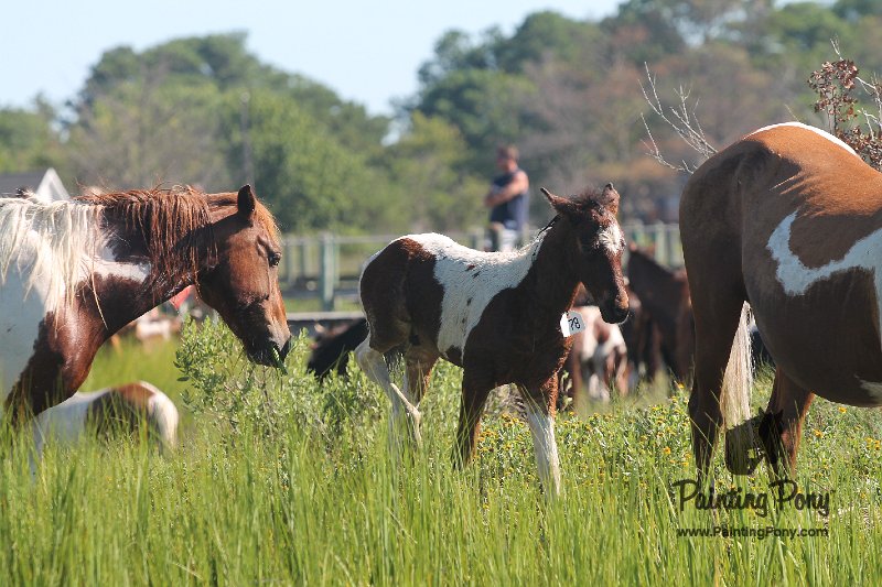 ponypenning12-122.JPG