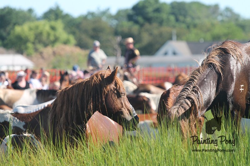 ponypenning12-125.JPG