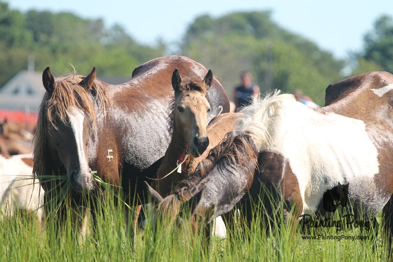 ponypenning12-132.JPG