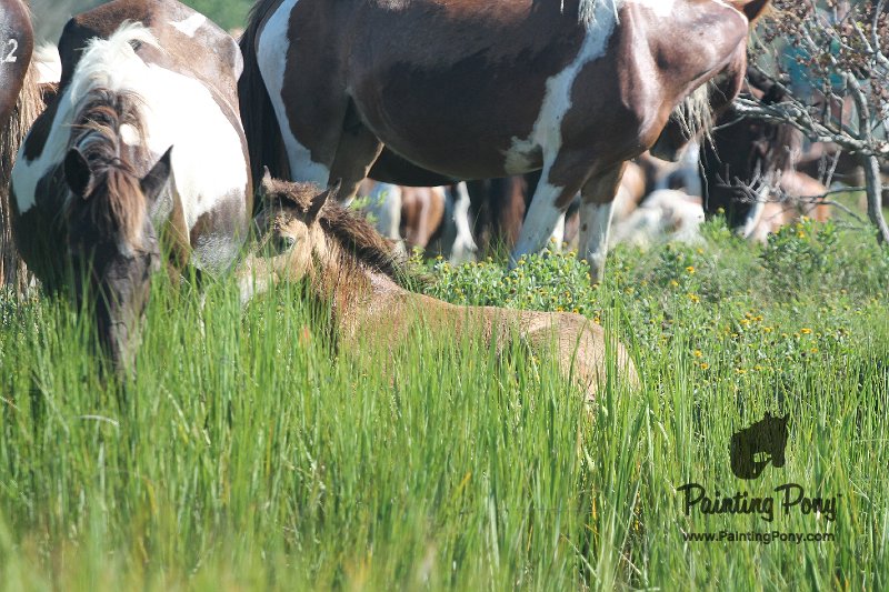 ponypenning12-136.JPG
