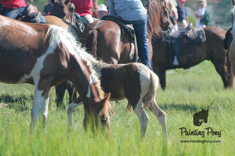 ponypenning12-138.JPG