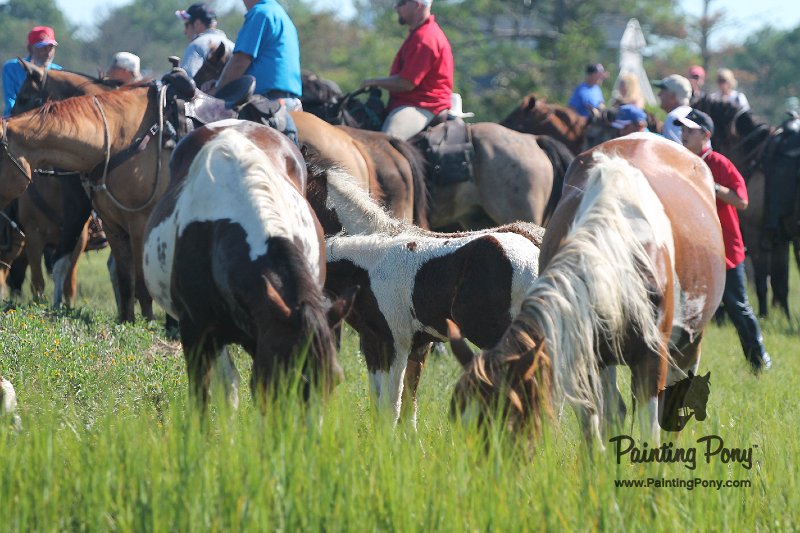 ponypenning12-143.JPG