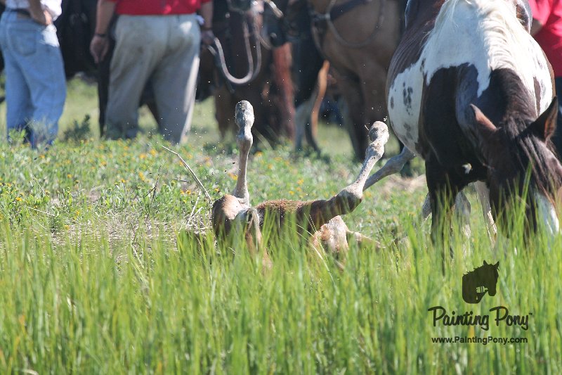 ponypenning12-145.JPG