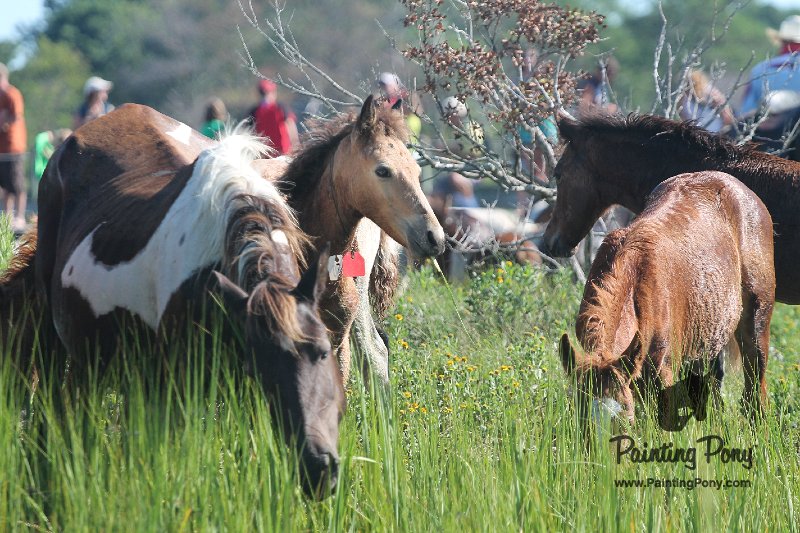 ponypenning12-149.JPG
