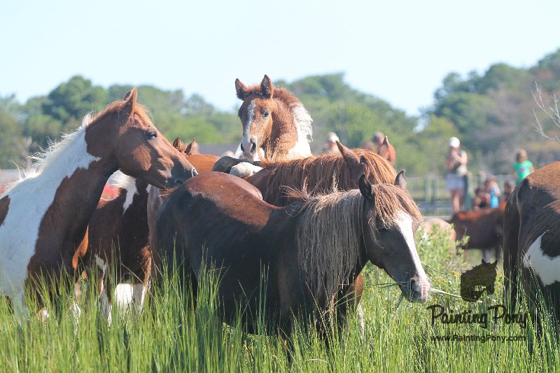 ponypenning12-151.JPG