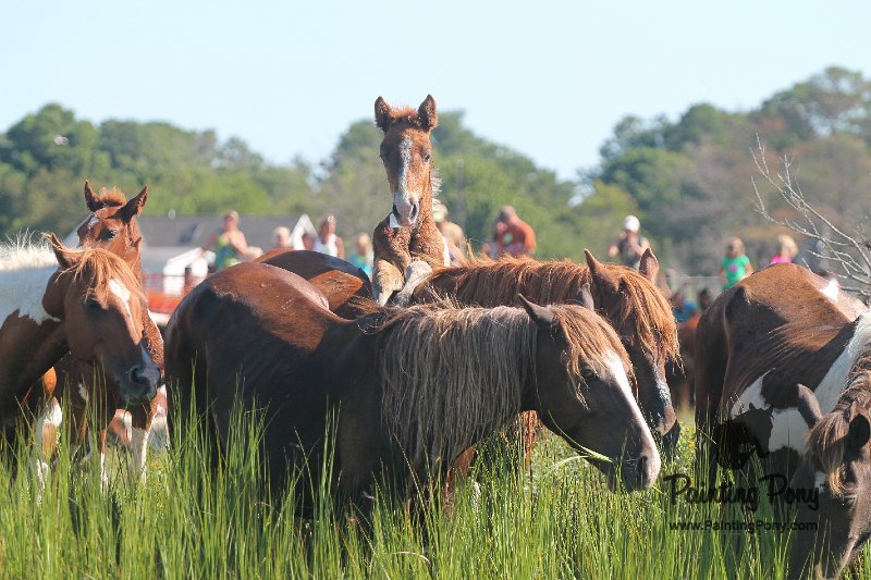 ponypenning12-155.JPG