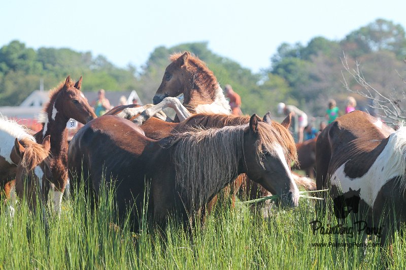 ponypenning12-159.JPG