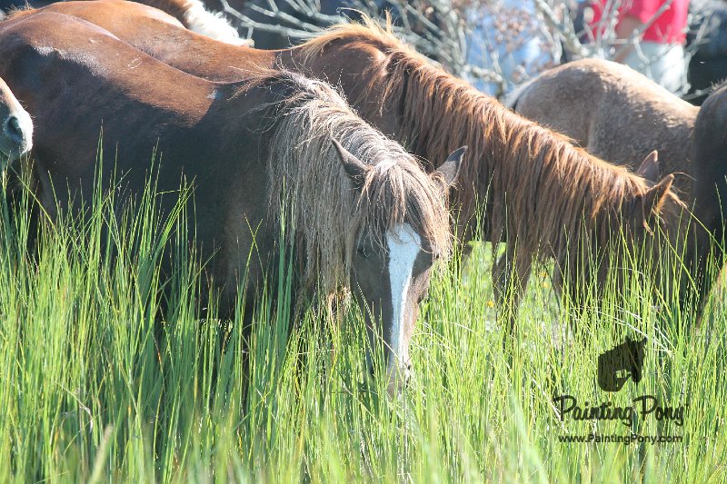 ponypenning12-166.JPG