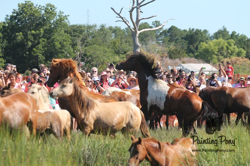 ponypenning12-168.JPG