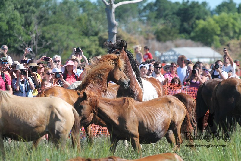ponypenning12-171.JPG