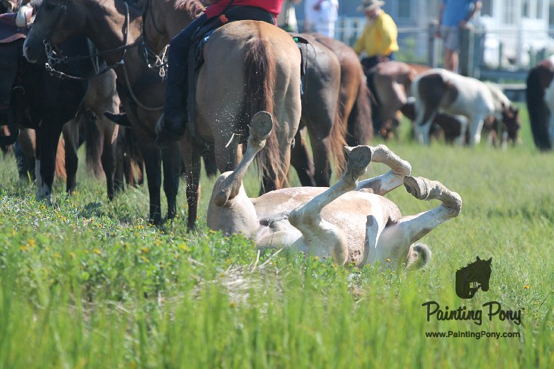 ponypenning12-202.JPG