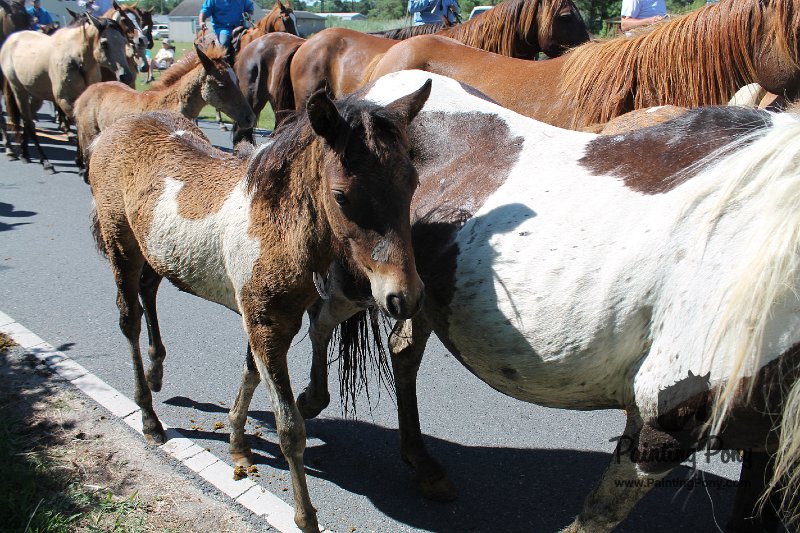 ponypenning12-223.JPG