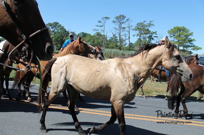 ponypenning12-225.JPG