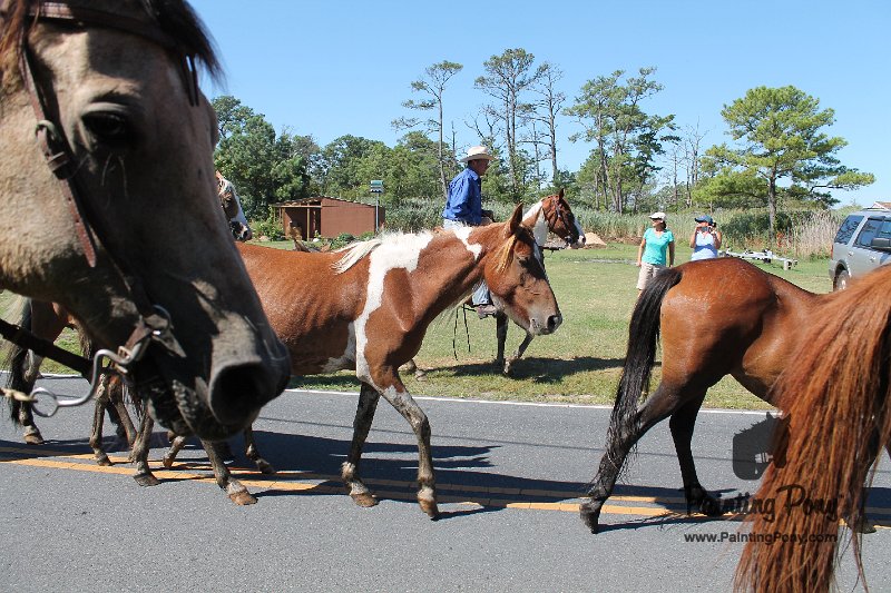 ponypenning12-233.JPG