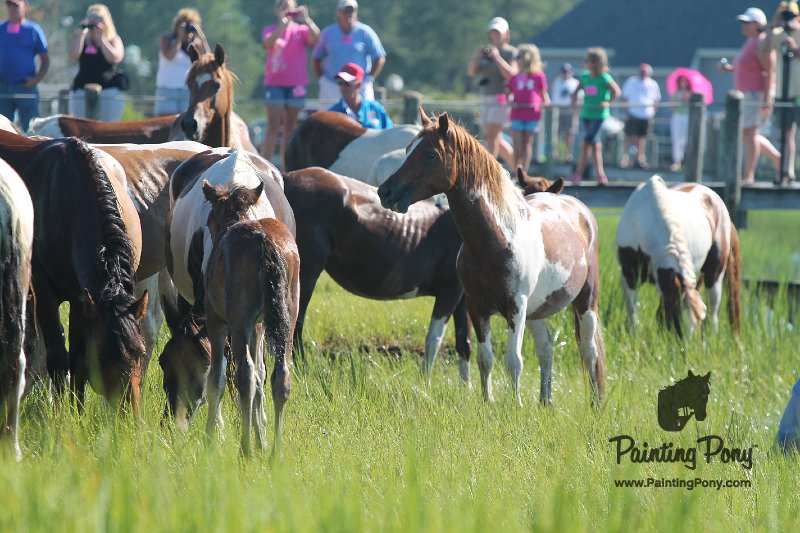 ponypenning12-90.JPG
