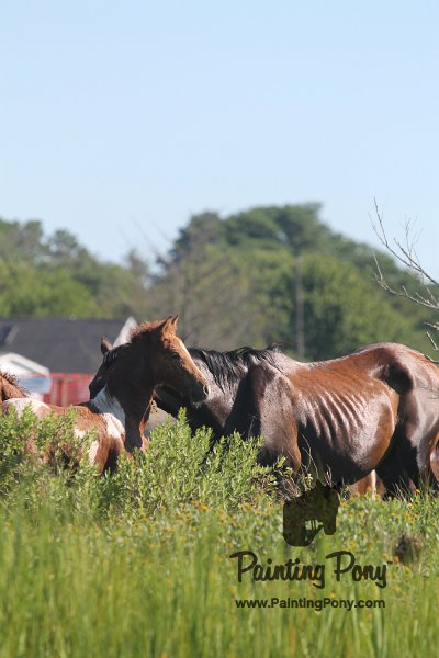 ponypenning12-92.JPG