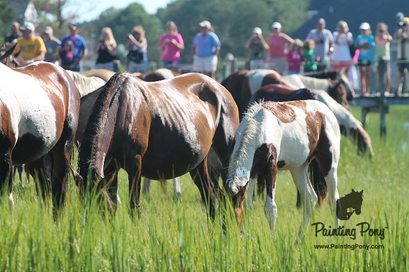 ponypenning12-99.JPG