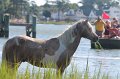 ponypenning12-113