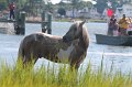 ponypenning12-115