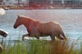 ponypenning12-117