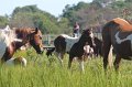 ponypenning12-122