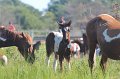 ponypenning12-123