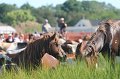 ponypenning12-125