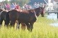 ponypenning12-129