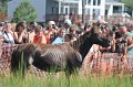 ponypenning12-130