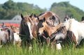 ponypenning12-131
