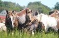ponypenning12-132