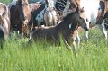 ponypenning12-135