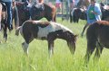 ponypenning12-137