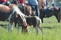 ponypenning12-138