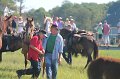 ponypenning12-139