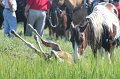 ponypenning12-144