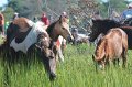 ponypenning12-149