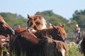 ponypenning12-150