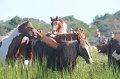 ponypenning12-151