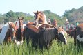 ponypenning12-152